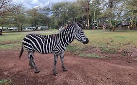 Africa Safari Lake Manyara Located Inside A Wildlife Park