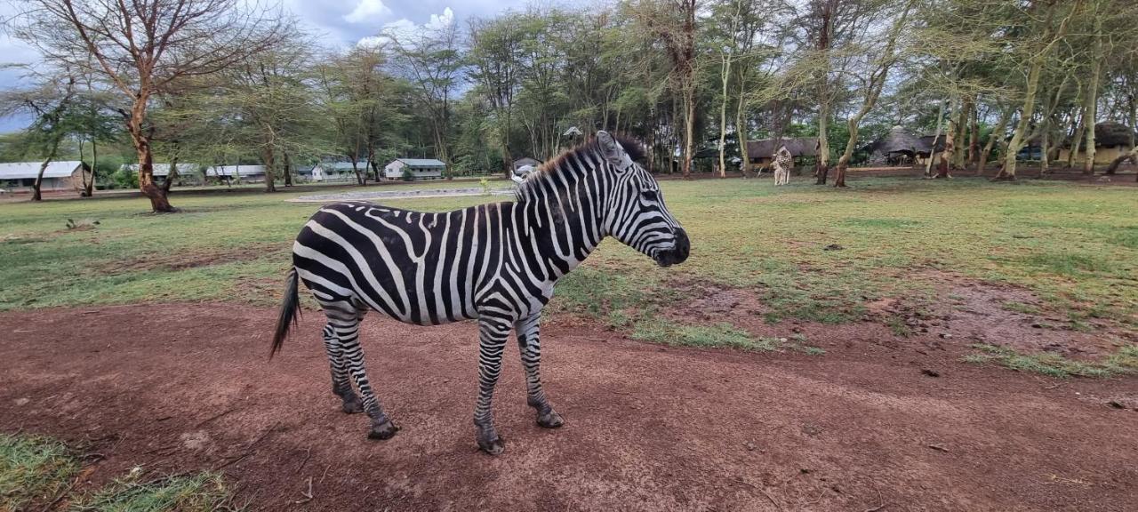 Africa Safari Lake Manyara Located Inside A Wildlife Park Mto wa Mbu Exterior photo